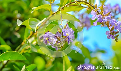 Purple Flowers Stock Photo