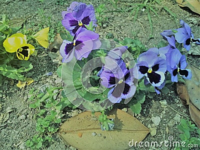 THE PURPLE FLOWERS ARE FUNNY AND VERY HAPPY IN THIS PIC Stock Photo