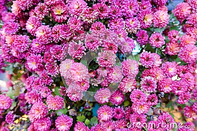 Purple flowers in the garden Stock Photo