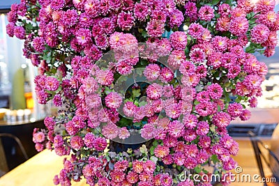 Purple flowers in the garden Stock Photo