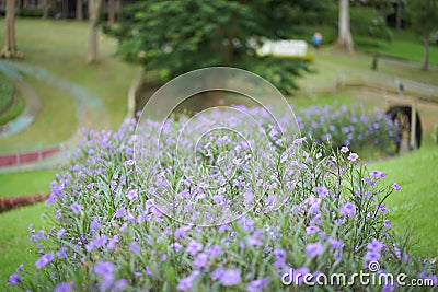 Purple flowers in the garden. Stock Photo