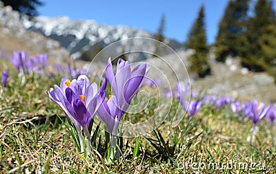 Purple flowers in the green grass at early spring Stock Photo