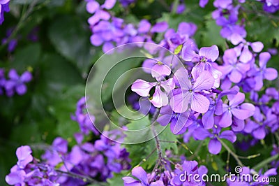 Purple flowers Hesperis matronalis Stock Photo