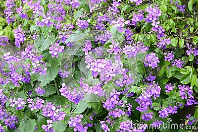 Purple flowers Hesperis matronalis Stock Photo