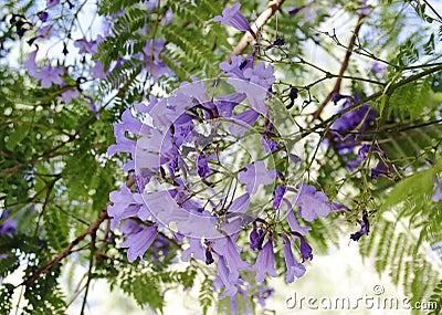 Purple flowers of the jakaranda. Stock Photo