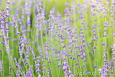 Purple flowers of lavender. Stock Photo