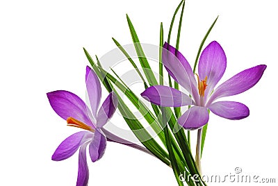 Purple flowers and leaves Cartoon Illustration