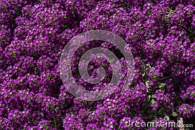 Purple flowers and leaves. Stock Photo