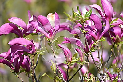 Purple flowers of a lily magnolia Magnolia liliiflora Desr. close up Stock Photo