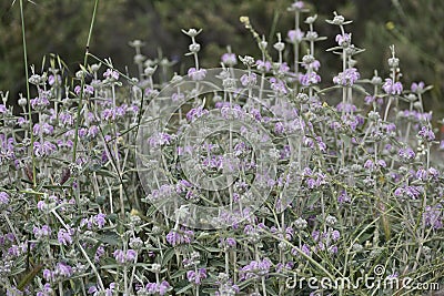 Purple flowers mat with light green velvet stalks Stock Photo