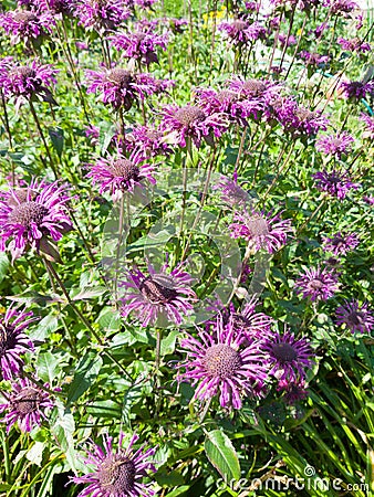 purple flowers monarda flora green grass sunny day summer nature perennial Stock Photo