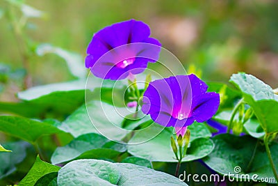 Purple flowers morning glory on a bright green background_ Stock Photo