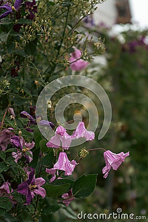 Purple flowers in a mystical garden on a mysterious fairy tale summer floral background. Fantastic nature, dreamy Stock Photo