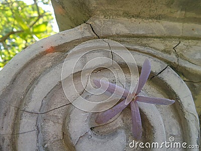 Purple flowers on old marble Roman column Stock Photo