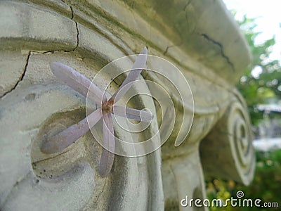 Purple flowers on old marble Roman column Stock Photo