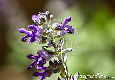 Purple flowers in a park, macro Stock Photo