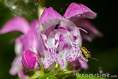 Purple flowers of the plant Lamium maculatum Stock Photo