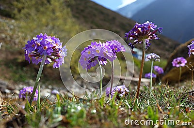 Purple flowers of Primula denticulata Drumstick Primula in spring in Himalaya mountains, Nepal Stock Photo