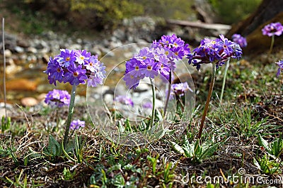 Purple flowers of Primula denticulata Drumstick Primula in spring in Himalaya mountains, Nepal Stock Photo