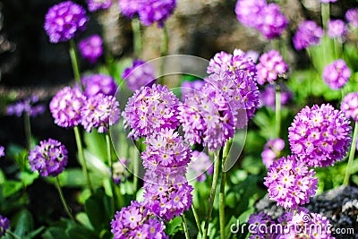 Purple flowers Primula denticulata in spring garden. Stock Photo