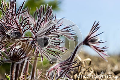 Purple flowers of pulsatilla pratensis close-up. A gentle and warm flower is covered with small hairs. Pasque flower, wind flower, Stock Photo