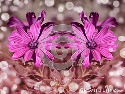 Purple flowers reflection bokeh background wallpaper Stock Photo
