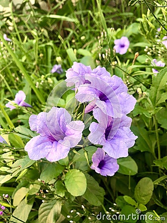 purple flowers Stock Photo