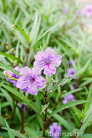 Purple flowers or Ruellia tuberosa Linn, Popping pod, Toi ting Stock Photo