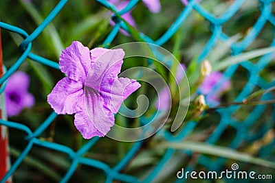 Purple flowers or Ruellia tuberosa Linn, Popping pod, Toi ting Stock Photo