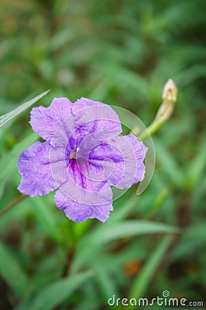 Purple flowers or Ruellia tuberosa Linn, Popping pod, Toi ting Stock Photo