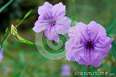 Purple flowers or Ruellia tuberosa Linn, Toi ting (thai name). Stock Photo