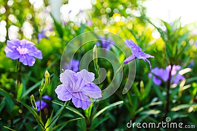 Purple flowers or Ruellia tuberosa Linn, Waterkanon, Popping pod Stock Photo
