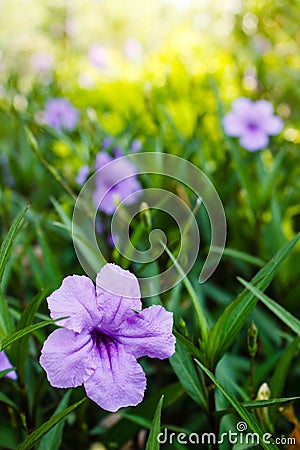 Purple flowers or Ruellia tuberosa Linn, Waterkanon, Popping pod Stock Photo