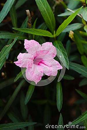 Purple flowers or Ruellia tuberosa Linn, Waterkanon, Popping pod Stock Photo