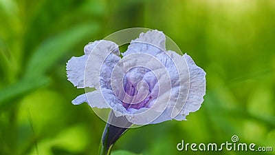 Purple flowers, Ruellia tuberosa Waterkanon, Toi ting flowers Stock Photo