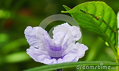 Purple flowers, Ruellia tuberosa Waterkanon, Toi ting flowers Stock Photo