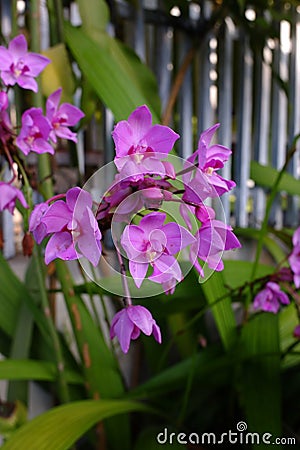 The spathoglottis plicata Orchid flowers Stock Photo