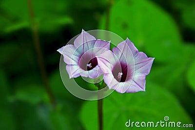 Purple flowers of Sweet potato, Fujian, China Stock Photo