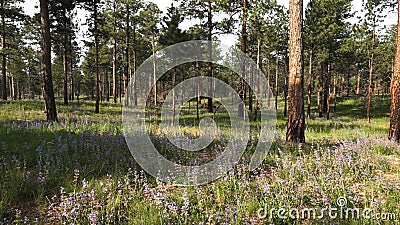 Purple Flowers Walking Path Black Forest Colorado Stock Photo