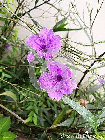 Purple flowers, waterkanon Stock Photo