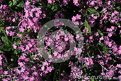 Purple flowers of woodland forget-me-not Myosotis Sylvatica Stock Photo