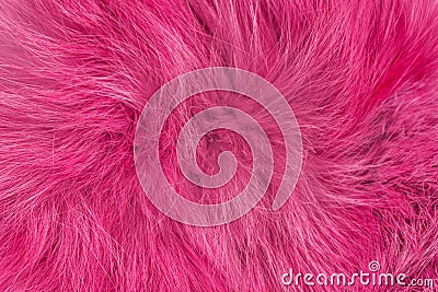 Purple fluffy wool texture, pink animal wool background, painted fur texture closeup Stock Photo