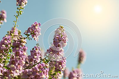 the purple forget me not flower field on sunny beautiful day Stock Photo