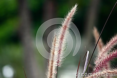 Purple fountain grass, soft background Stock Photo