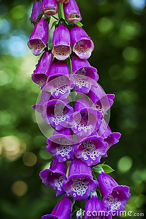 Purple Foxglove Stock Photo