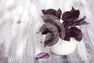 Purple fresh basil Stock Photo