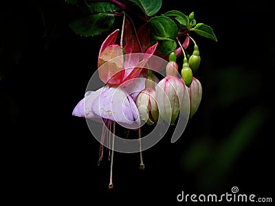 Purple fuchsia Stock Photo