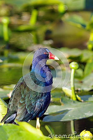 Purple Gallinule Stock Photo