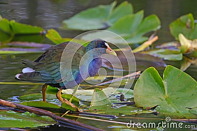 Purple gallinule Stock Photo