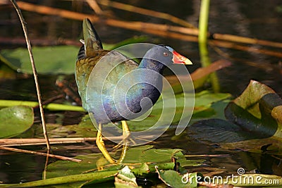 Purple gallinule Stock Photo
